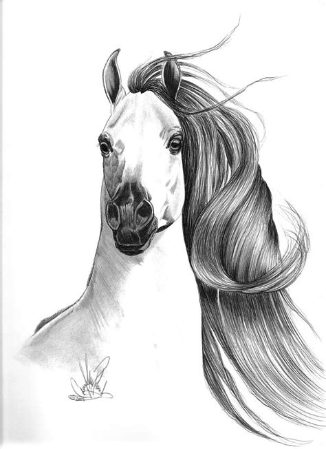 arabian horse drawing  cheryl poland fine art america