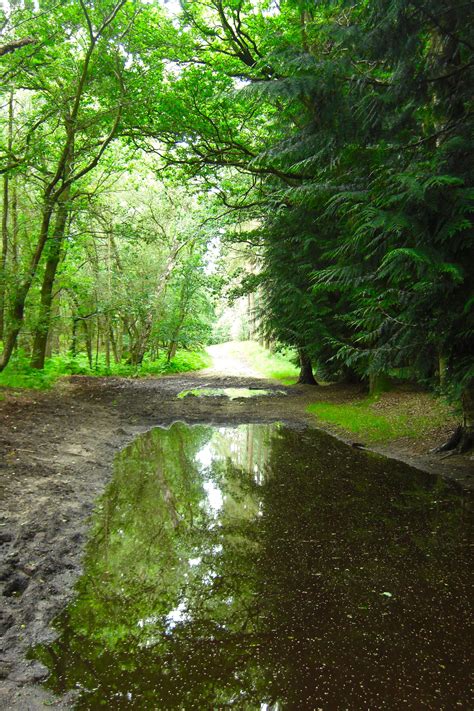 thetford forest wonderful walks   puddles  pretty thetford forest woodland art