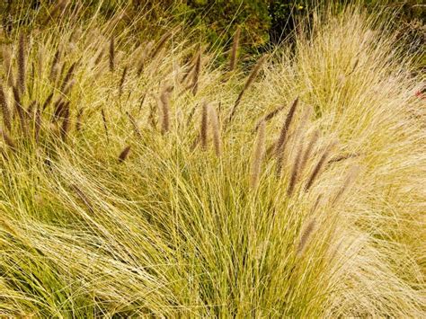 dry grasses stock image image  nature grass color