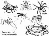 Arthropods Anthropoda Different Exoskeleton Phylum Invertebrate Arthropod Weebly Easy Parts Jointed sketch template