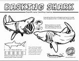 Shark Coloring Basking Facts Sharks Sheets Activities Fact Jawsome Learn Sheet sketch template