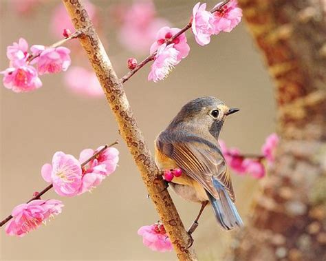 cherry blossom bird beautiful pictures pinterest