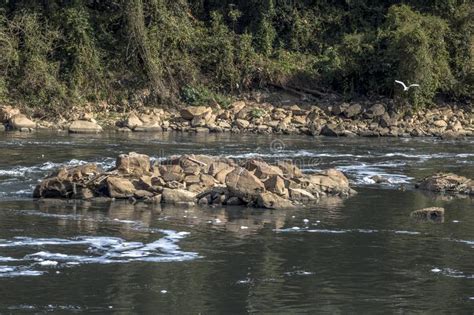 schiuma di inquinamento sul fiume di tiete fotografia stock immagine