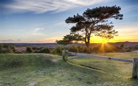 15 Photographs That Prove The New Forest Is Britain S Most