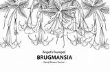 Trumpet Brugmansia sketch template