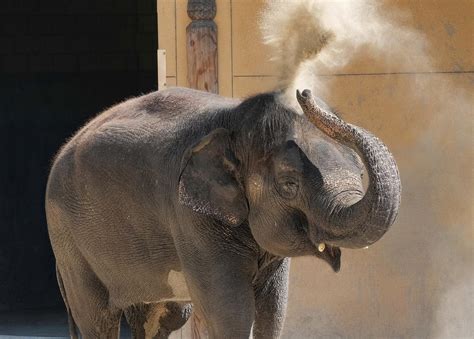 How Elephants Eat With Their Trunks Realclearscience