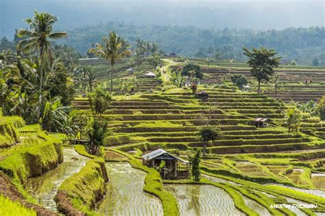 Jetiluwih Rice Terraces In Bali Indonesia Unesco World Heritage Ania
