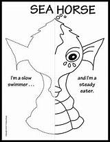 Symmetry Coloring Pages Sea Creatures Activity Straw Mary Teacherspayteachers sketch template