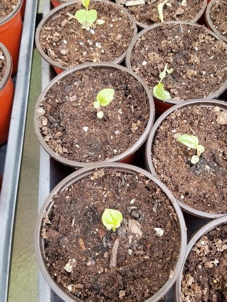 grow echinacea  seed growit buildit