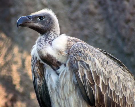 vulture habitat  interesting facts  scavenging bird