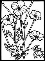 Poppy Coloring Printable Pages Categories sketch template