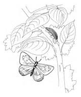 Caterpillar Monarch sketch template