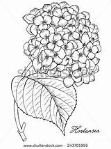 Hydrangea Coloring Glass Drawing Google Pages Flower Drawings Flowers Search Hydrangeas Line Getdrawings Embroidery Choose Board Mosaic sketch template