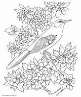 Pages Bird Adults Coloring Colouring Printable Birds Print Adult Books Look Other sketch template