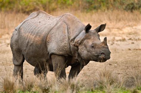 survival   greatest greater  horned rhinos save  rhino