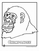 Endangered Rainforest Chimpanzee sketch template