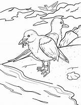 Coloring Seagull Printable Pages Seagulls Eating Coloringbay sketch template