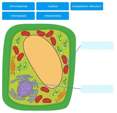 label   cell parts   diagram  brainlycom