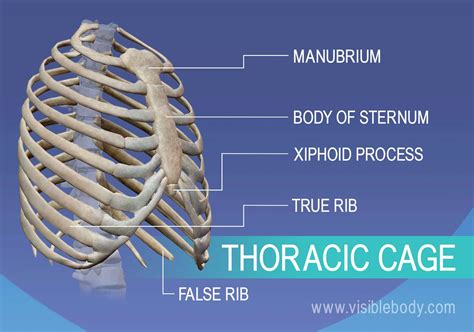 Manubrium True And False Ribs Sternum And Xiphoid Process In