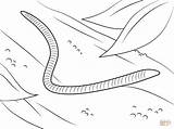 Worm Coloring Pages Worms Printable Preschoolers Earthworm Supercoloring Kids Wiggler Red Earthworms sketch template