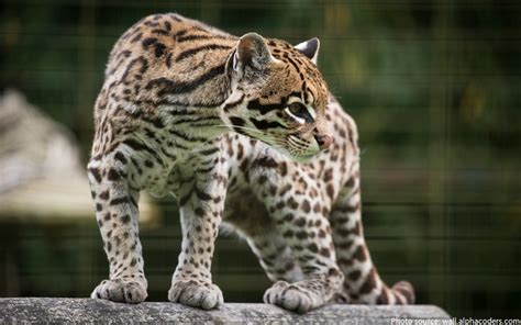 interesting facts  ocelots  fun facts