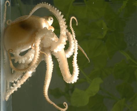 Octopus Genome Offers Insights Into One Of Oceans Cleverest Oddballs Npr