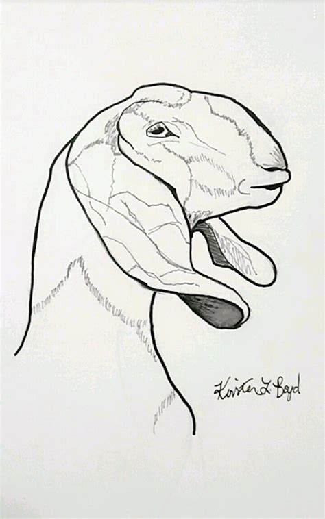 nubian goat drawing    nubian goat drawings pictures  draw