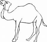 Unta Mewarnai Hewan Dromadaire Sketsa Binatang Paud Camellos Dromedarios Pasir Disimpan Coloriages Papan Simpan sketch template