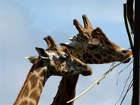 giraffe enclosure chester zoo  giraffe enclosure  che flickr