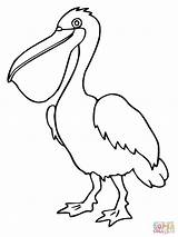 Pelican Coloring Pages Bird Printable Drawing Pelicans Brown Outline Birds Color Sheets Kids Clipart Drawings Gt Book Print Crafts Adult sketch template