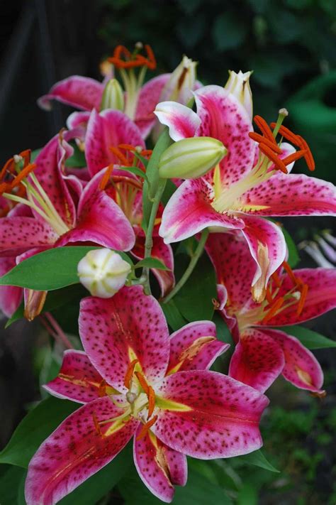 stargazer lily   vibrant garden uncover  secrets  growing