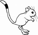 Rat Kangaroo Coloring Pages Cute Rats Drawing Cartoon Outline Clipart Draw Printable Color Cliparts Clip Library Categories Colouring Gif Attribution sketch template