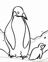Penguin Coloring Emperor Printable Ink Pages Color Penguins Birds sketch template