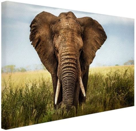 schilderijen van olifanten