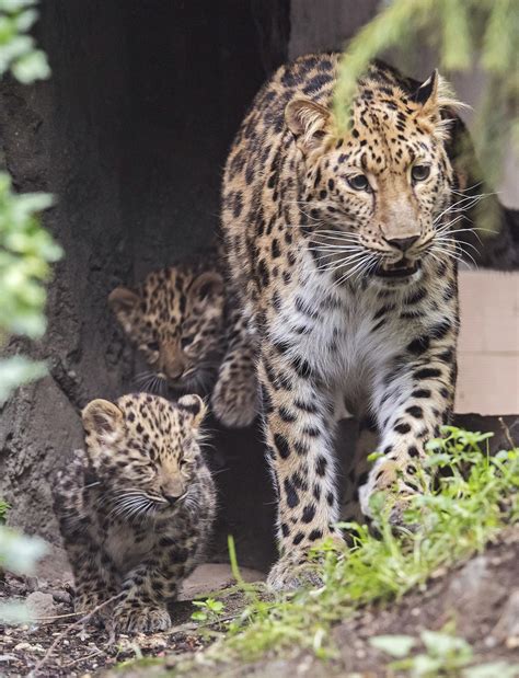 primera aparicion publica de  cachorros de leopardo del amur en el zoo