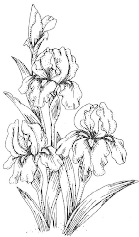 coloring page   iris drawing art impressions flower drawing