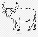 Ox Drawing Buffalo Sketch Water Outline Coloring Pages Carabao Clipart Ultra Oxen Bull Icon Cattle Animals Drawings Transparent Rodeo Getdrawings sketch template
