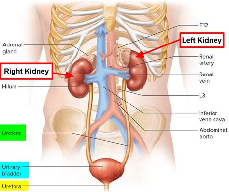 kidney pain kidney pain location  symptoms treatment