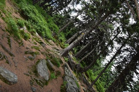 forest rock  photo  freeimages