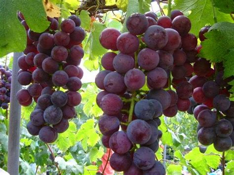 agriculture  faisal anggur merah bermanfaat  mencegah stroke