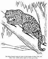 Leopard Coloring Drawing Drawings Pages Animal Kids Animals Indian Print Color Wild Printable Activity Jungle Fox Wildlife Library Clipart Popular sketch template