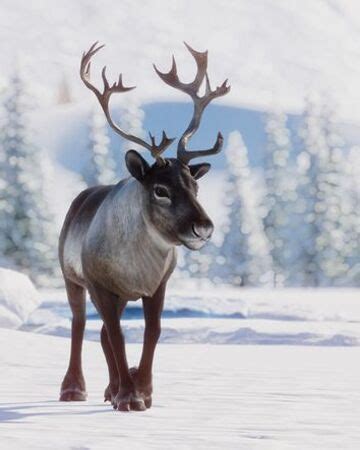 caribou  reindeer     real reindeer