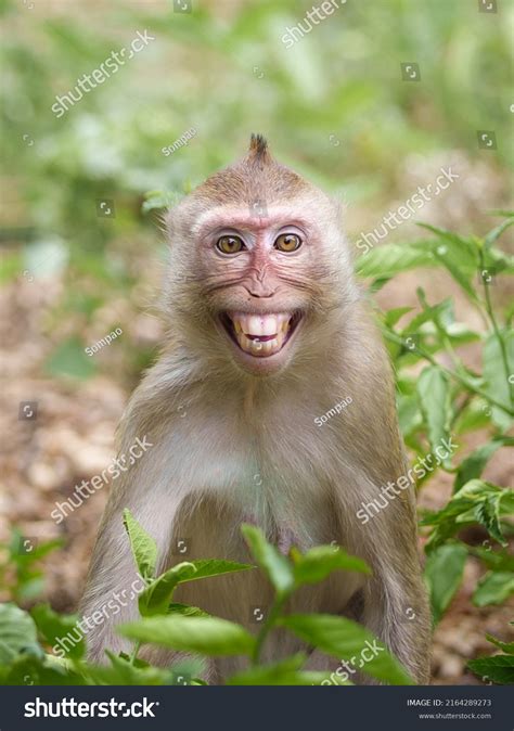 smiling monkey images stock  vectors shutterstock
