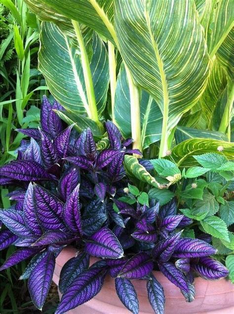 gorgeous tropical garden plants ideas   home decor purple