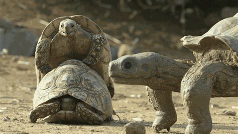 Make Love Tortoises  By Thirteenwnet Find And Share On