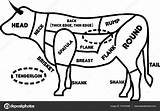 Beef Cuts Drawing Template Coloring sketch template