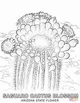 Arizona Coloring Flower State Cactus Pages Saguaro Symbols Printable Flowers Blossoms Drawing Supercoloring Categories sketch template