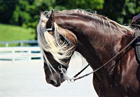 chocolate palomino palamino horse andalusian horse friesian horse arabian horses