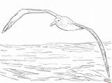 Albatross Coloring Wandering Flight Drawing Pages Printable Animal Supercoloring Animals Dot Sketch Bird Crafts Desenho Zealand Template Skip Main sketch template