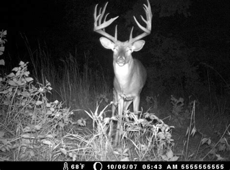 20 Monster Bucks Caught On Trail Cam [pics] Wide Open Spaces